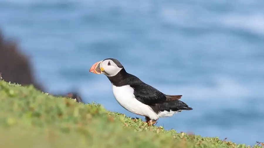 puffins facts for kids