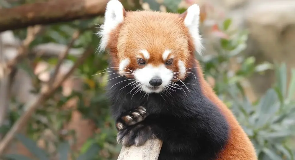 red panda appearance