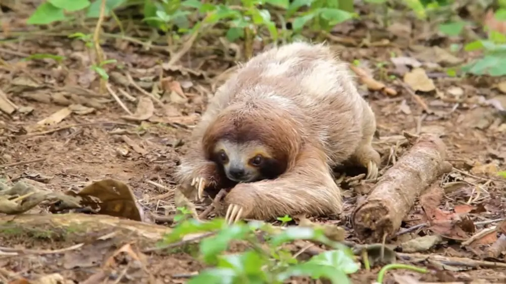 sloth photos