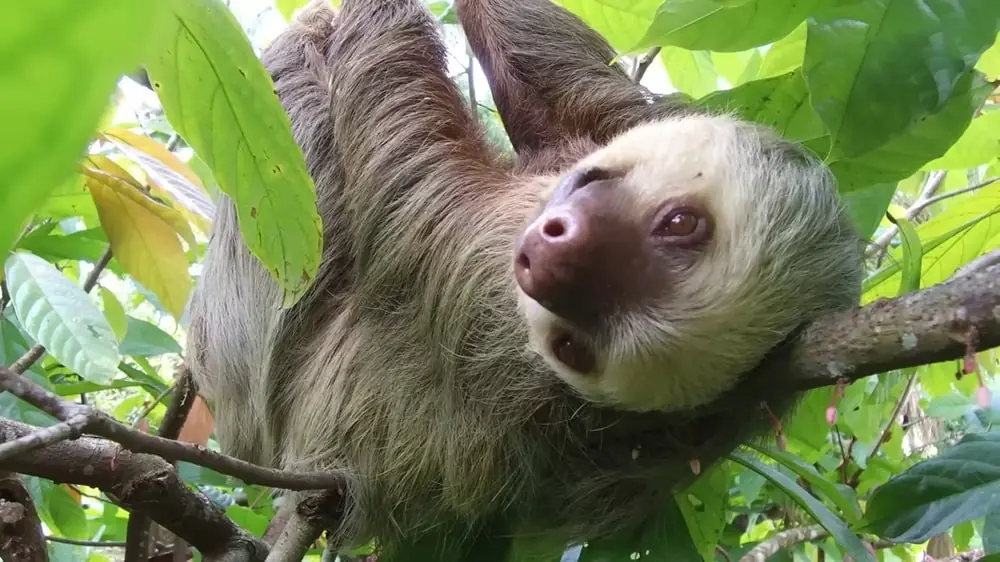 Interesting Facts about Sloths