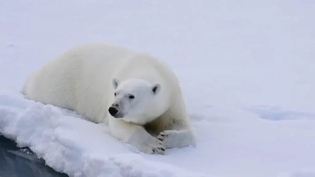 10 facts about Polar bears