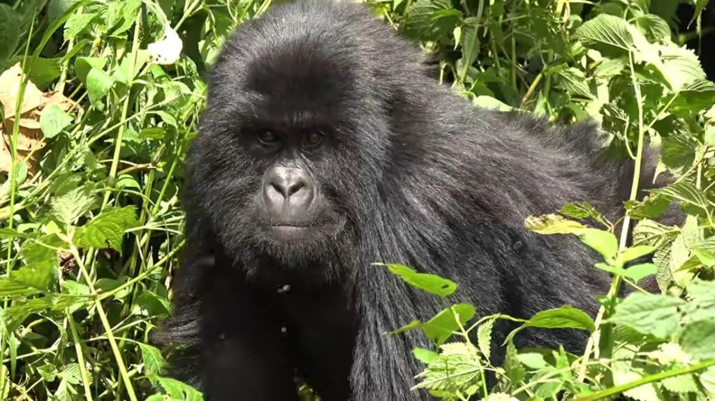 10 facts about mountain gorillas