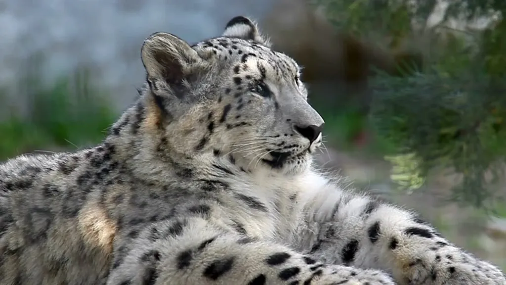10 facts about snow leopards