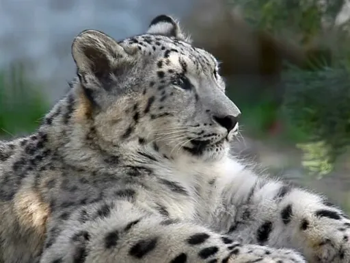 10 facts about snow leopards