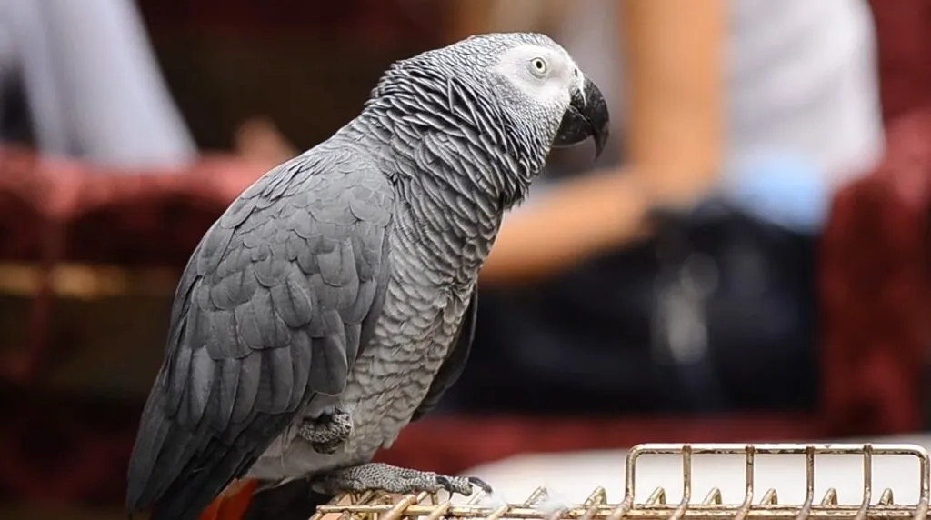 African Grey Parrot Pictures - top 10 smartest animals in the world