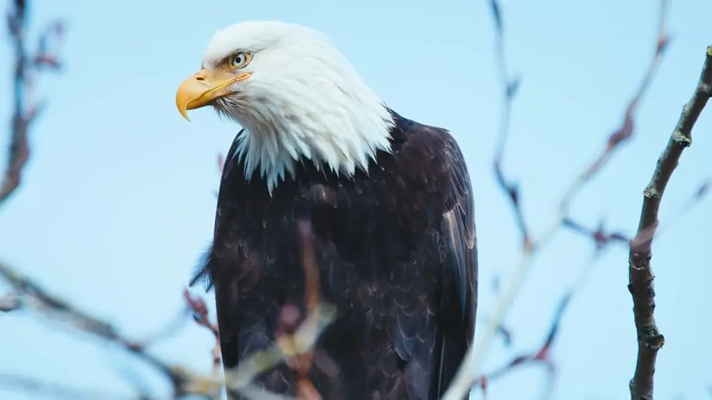 Bald Eagle pictures - Strongest Animals in the World