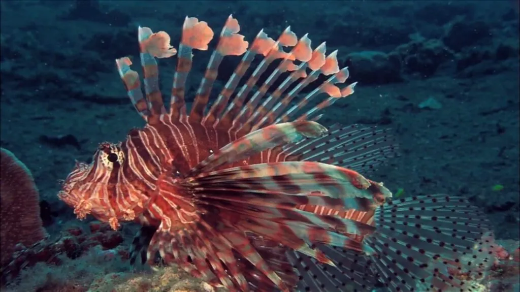 Blue-Vented Lionfish photos - most venomous animals in the world