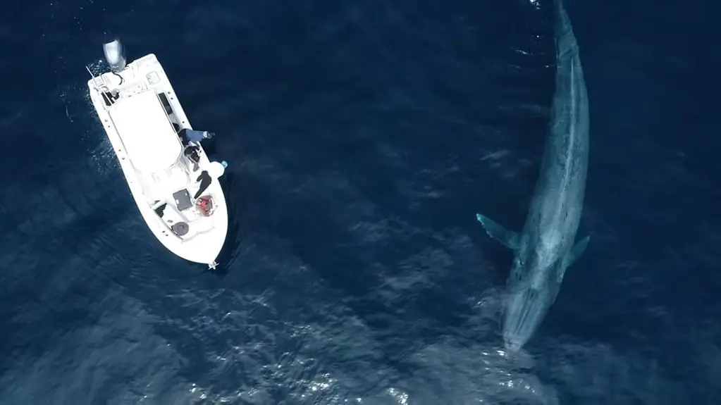 Blue Whale pictures - Strongest Animals in the World