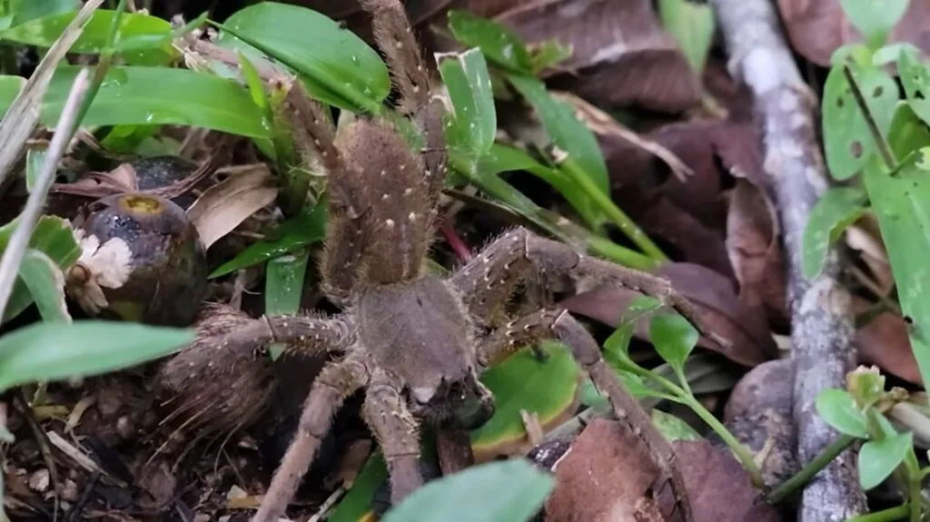 Brazilian Wandering Spider photos - most venomous animals in the world