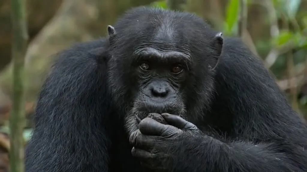 Chimpanzee pictures - 10 Most Intelligent Animals in the World