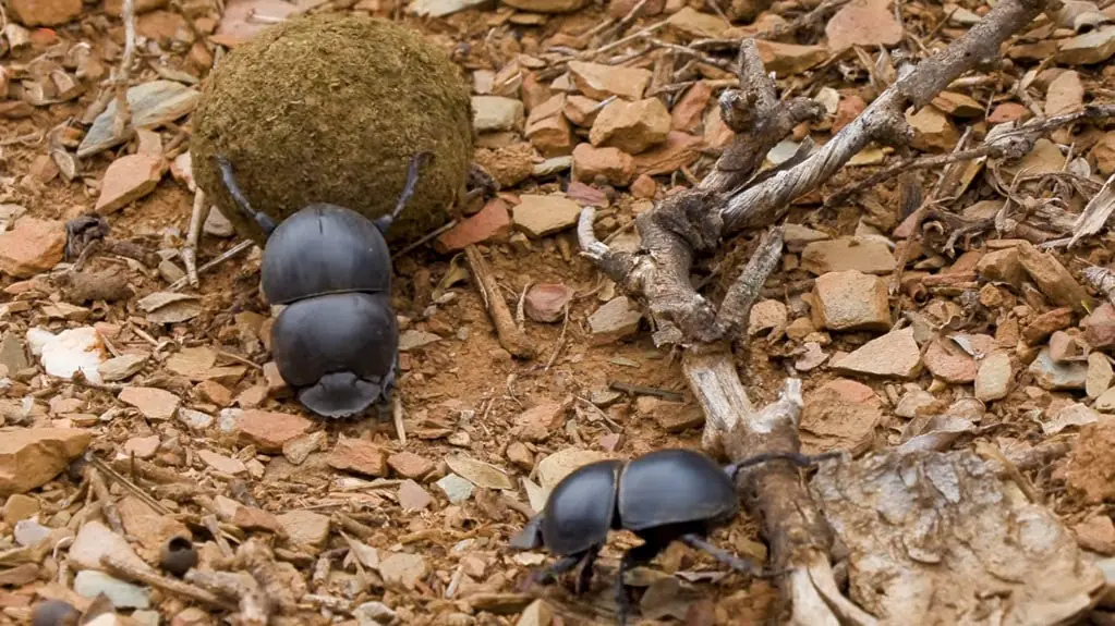 Dung Beetle pictures - Strongest Animals in the World