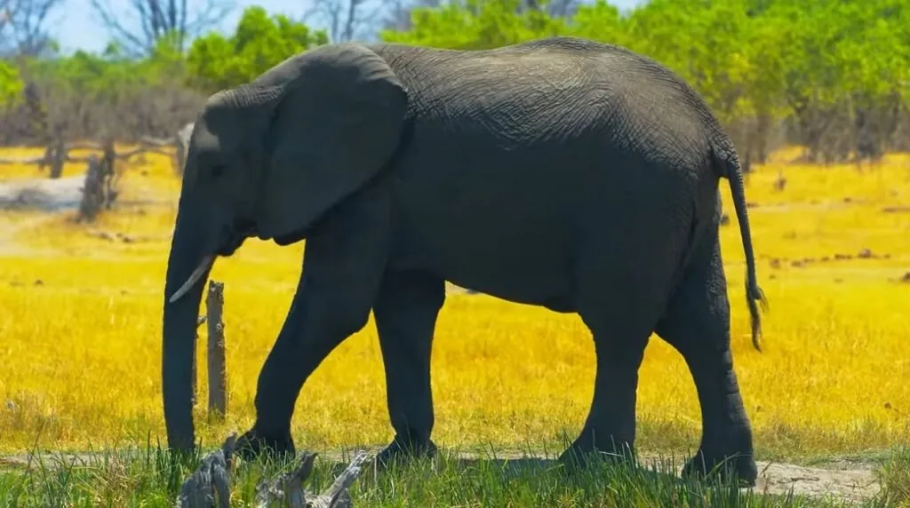 Elephant pictures - top 10 smartest animals in the world