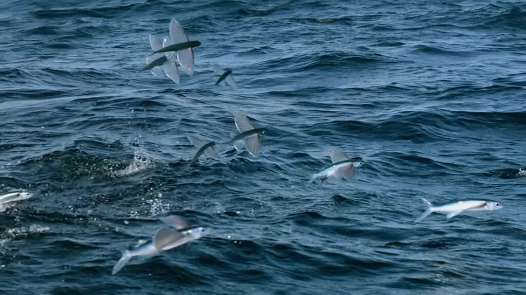 Flying Fish pictures