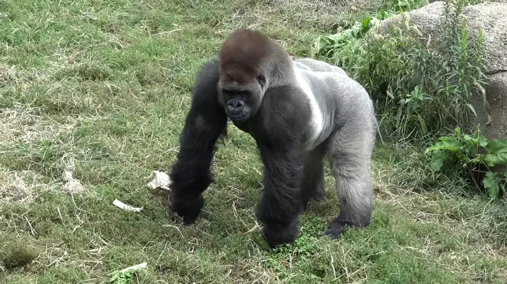 Gorilla pictures - Strongest Animals in the World