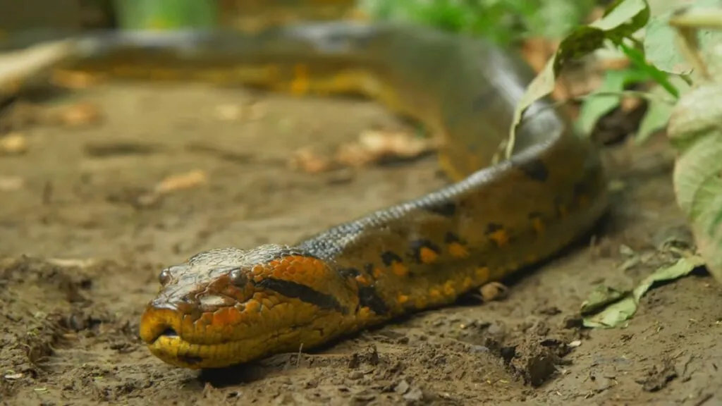 Green Anaconda - amazon rainforest animals-min