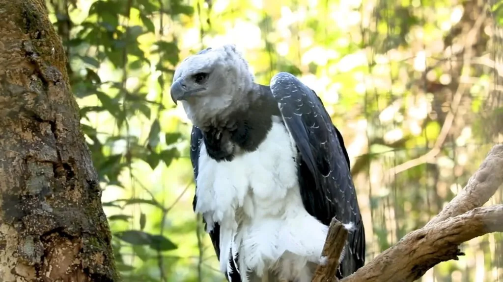 Harpy Eagle - animals that live in the amazon rainforest
