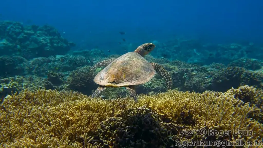 Hawksbill Turtle