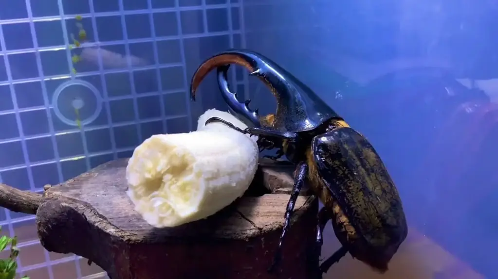 Hercules Beetle pictures - Strongest Animals in the World