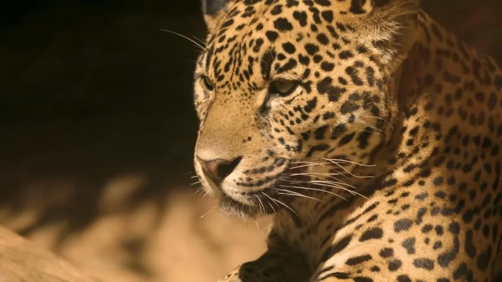 Jaguar - amazon rainforest animals
