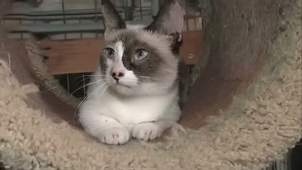 Lilieput cat - shortest cat