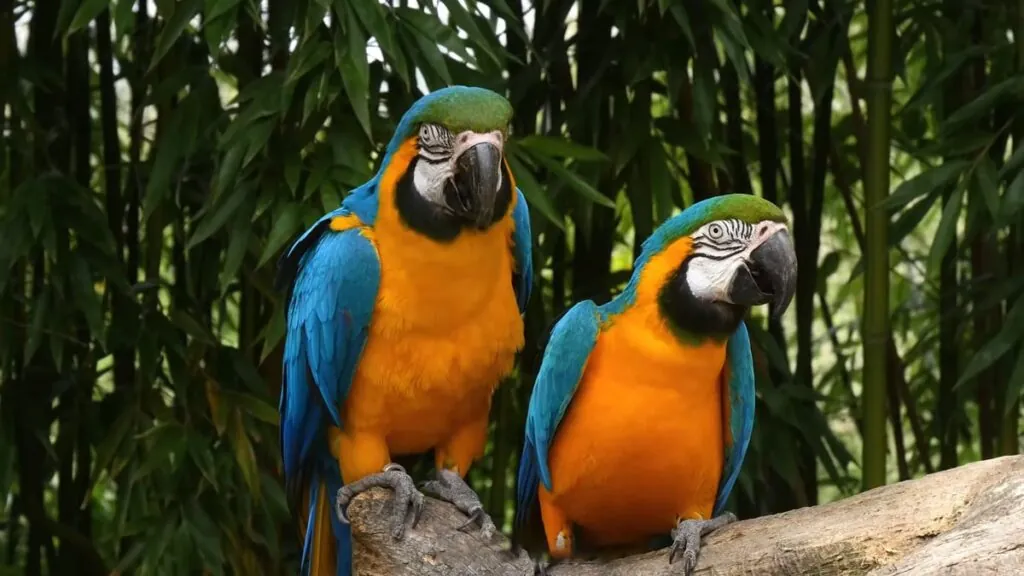 Macaw - What animals live in the Amazon