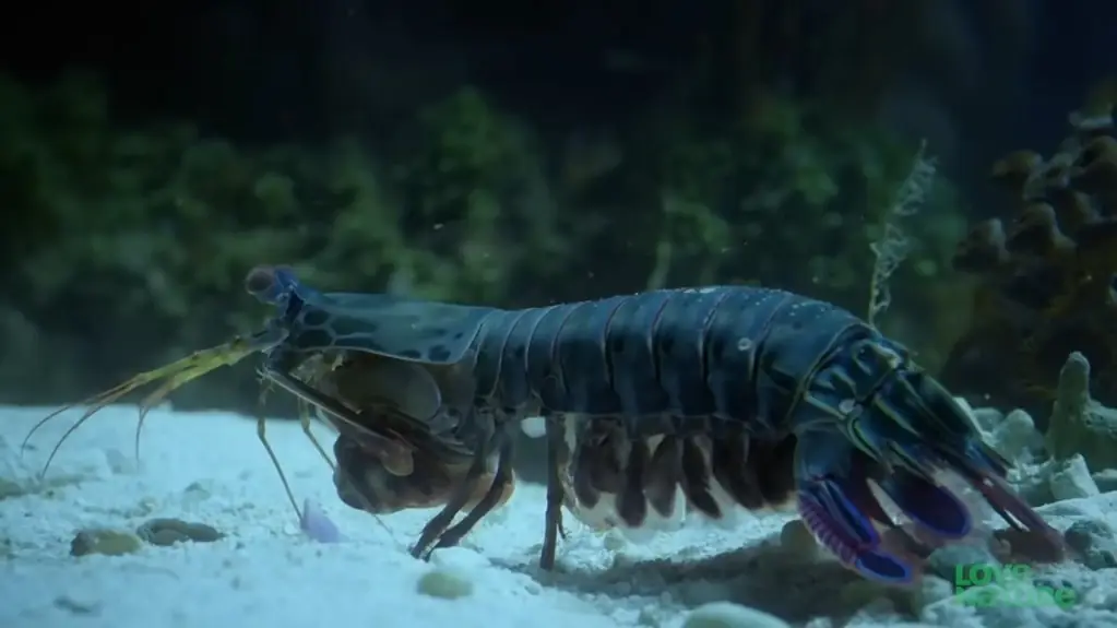 Mantis Shrimp pictures - Strongest Animals in the World
