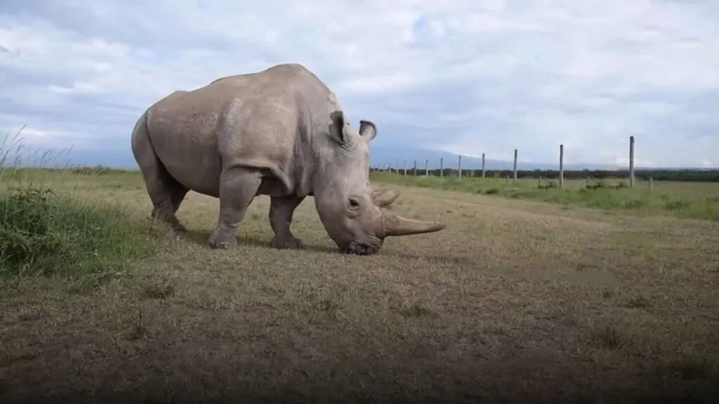 Northern White Rhino - top 10 endangered animals list