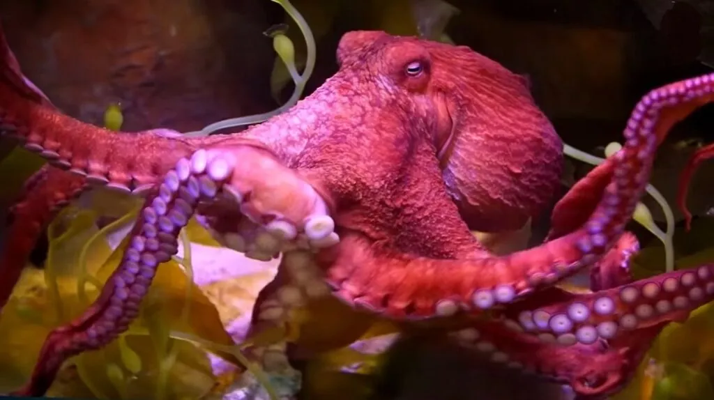 Octopus pictures - 10 Most Intelligent Animals in the World