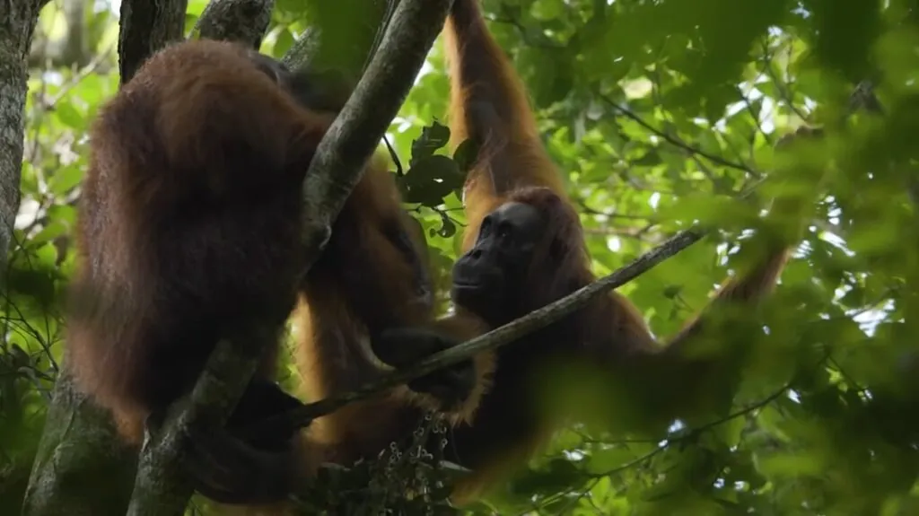 Orangutans photos - top 10 smartest animals in the world