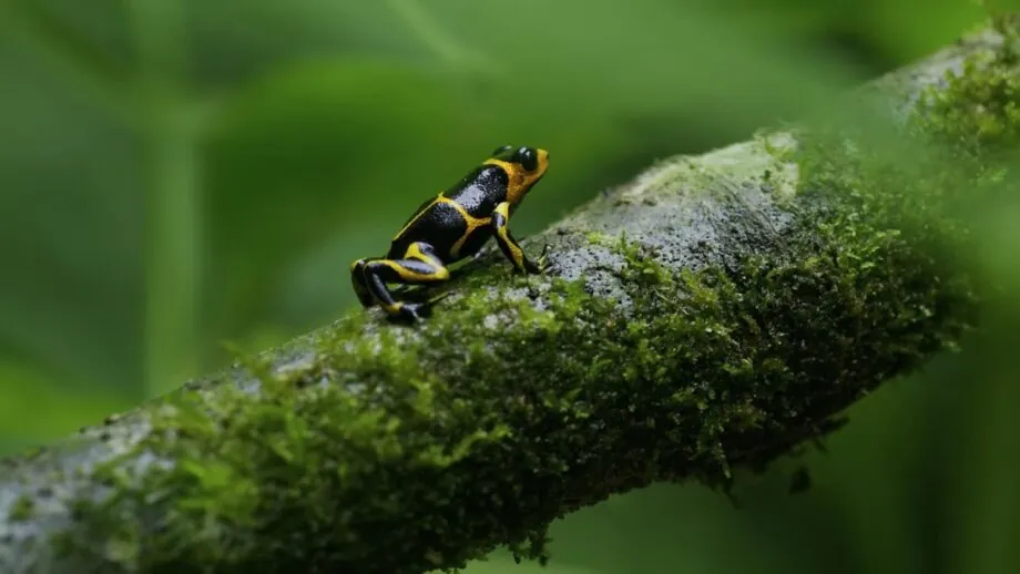 Poison Dart Frog - amazon rainforest animals