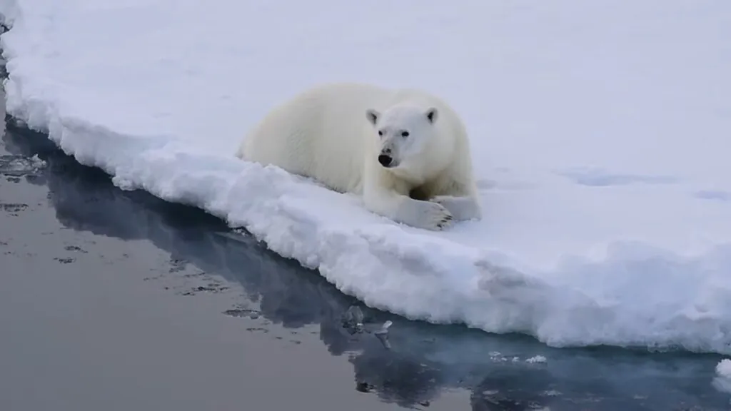 Polar bears facts for kids