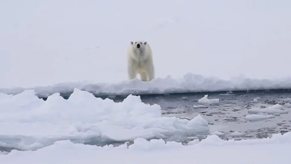 Polar bears fun facts