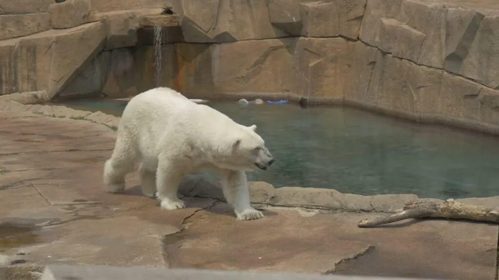 Polar bears habitat