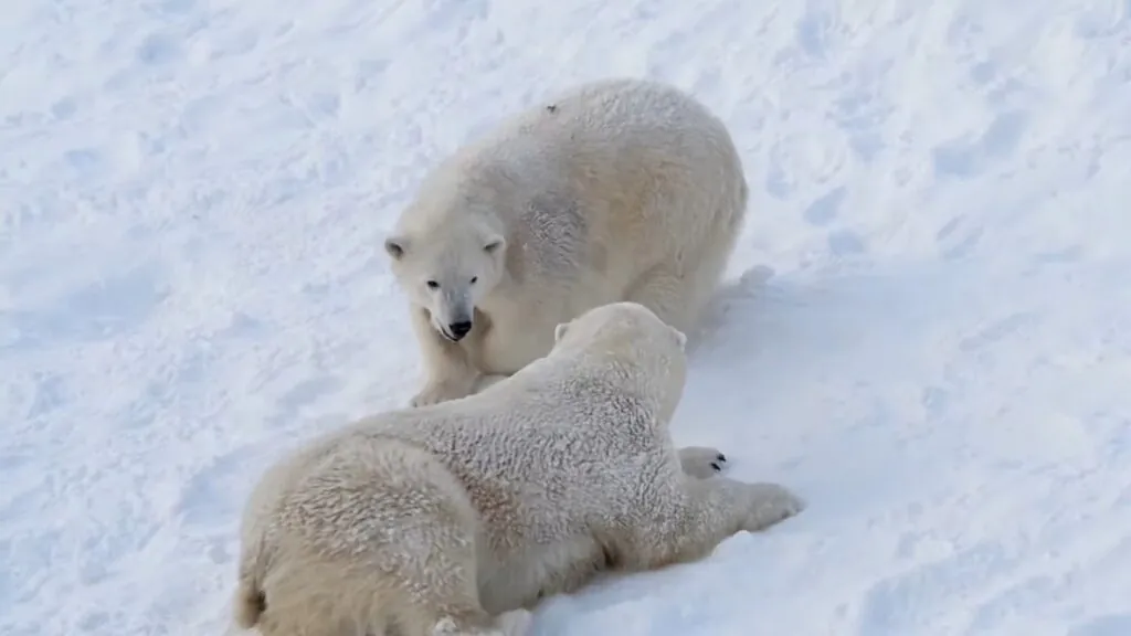Polar bears photos