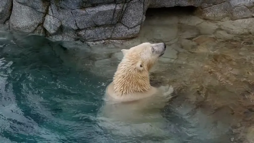 Polar bears swimming