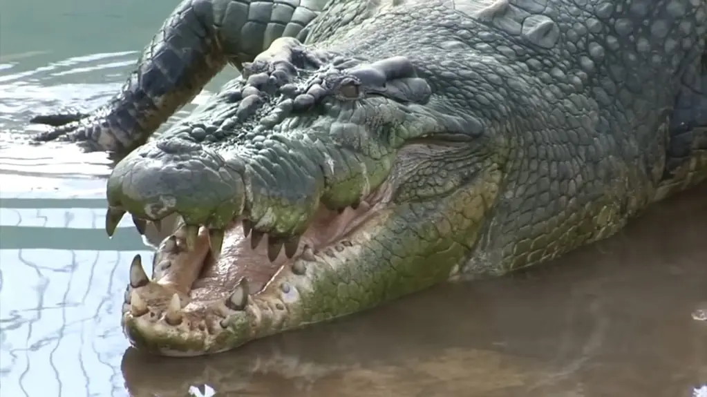 Saltwater Crocodile pictures - Strongest Animals in the World