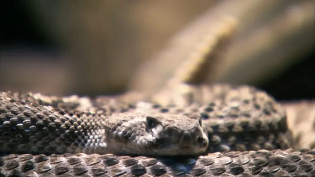 Titanoboa cerrejonensis - largest snake ever found