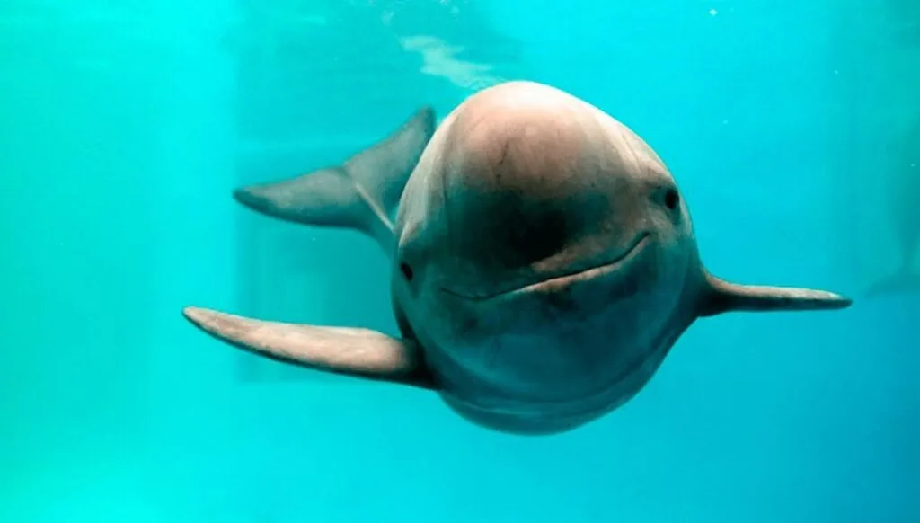 Vaquita pictures - top 10 endangered animals list