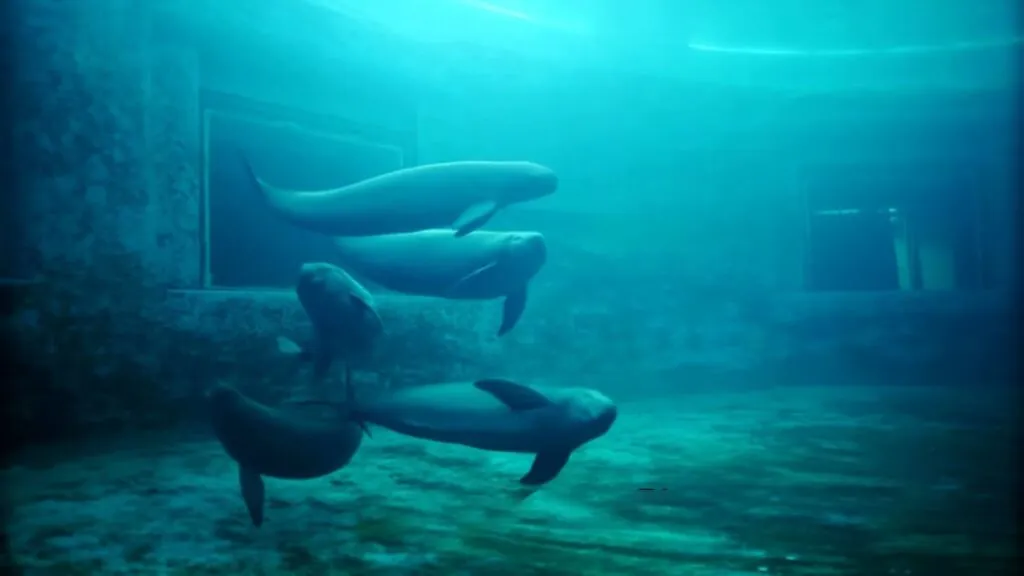 Yangtze Finless Porpoise - top 10 endangered animals