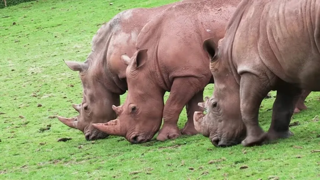 black rhinos endangered