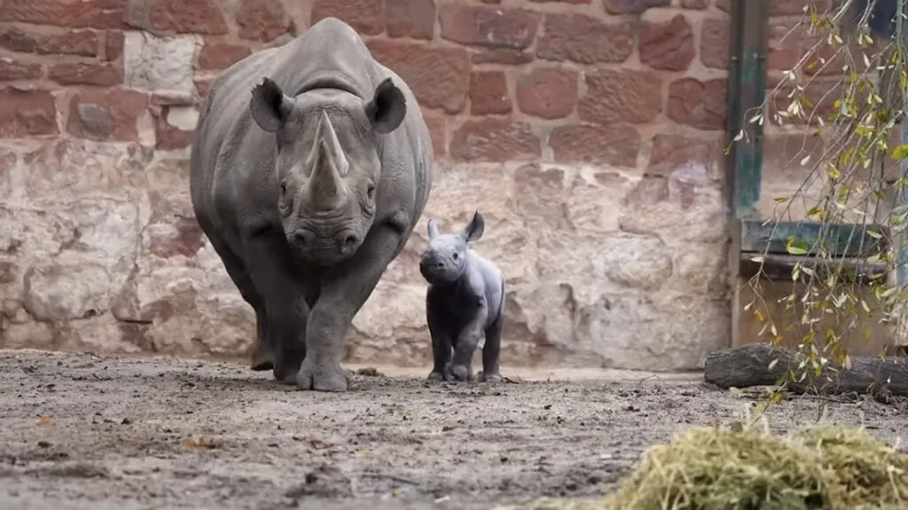 black rhinos facts