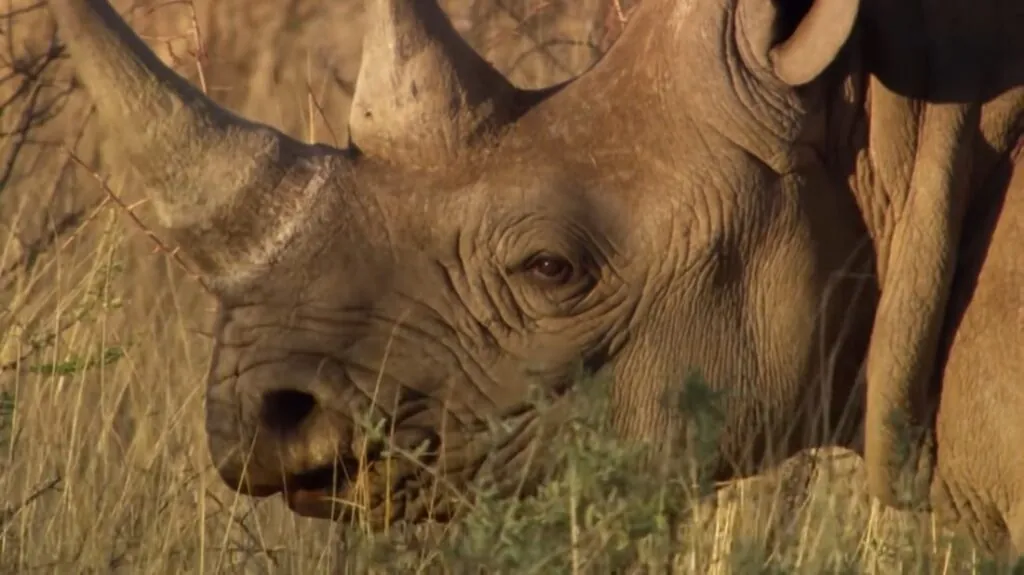 black rhinos facts for kids