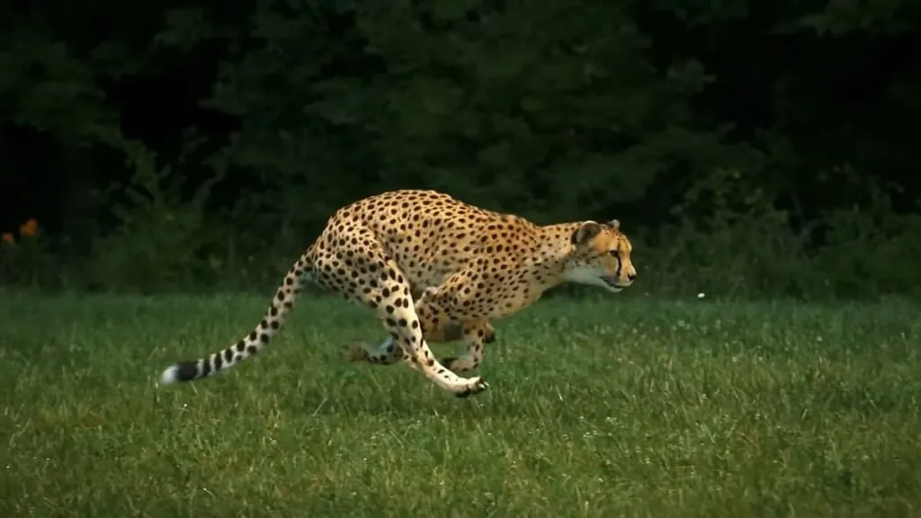 cheetah Adaptations for Speed - facts about cheetahs