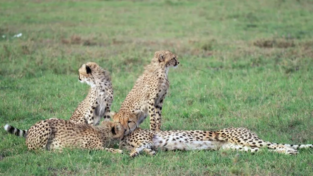 cheetah Cubs’ High Mortality Rate - facts about cheetahs