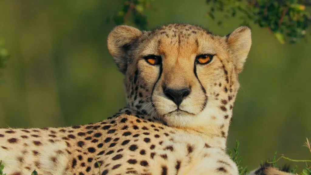 cheetah Distinguishing Features-min