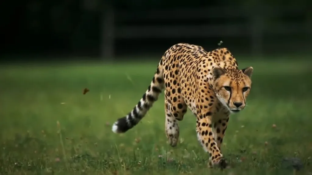 cheetah Genetic Diversity - facts about cheetahs