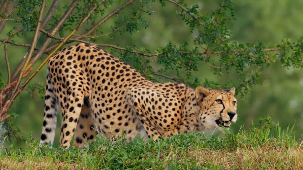 cheetah Hunting and Diet
