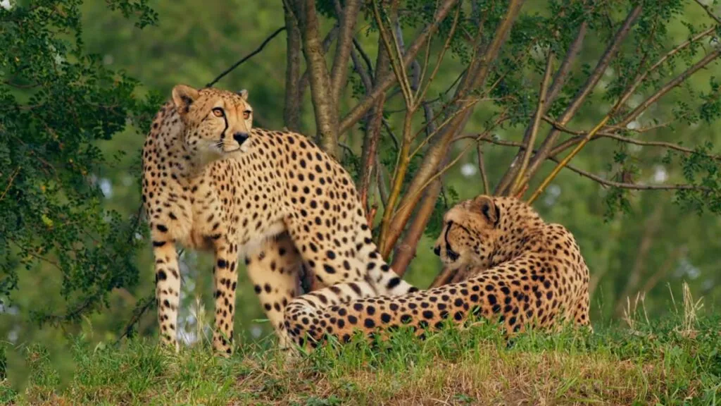 cheetah Social Structure