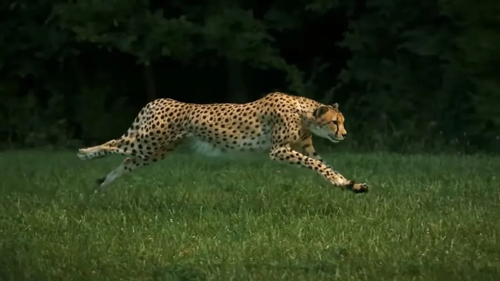 cheetah Speed