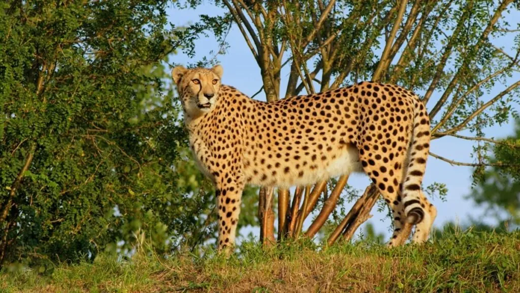 cheetah Subspecies